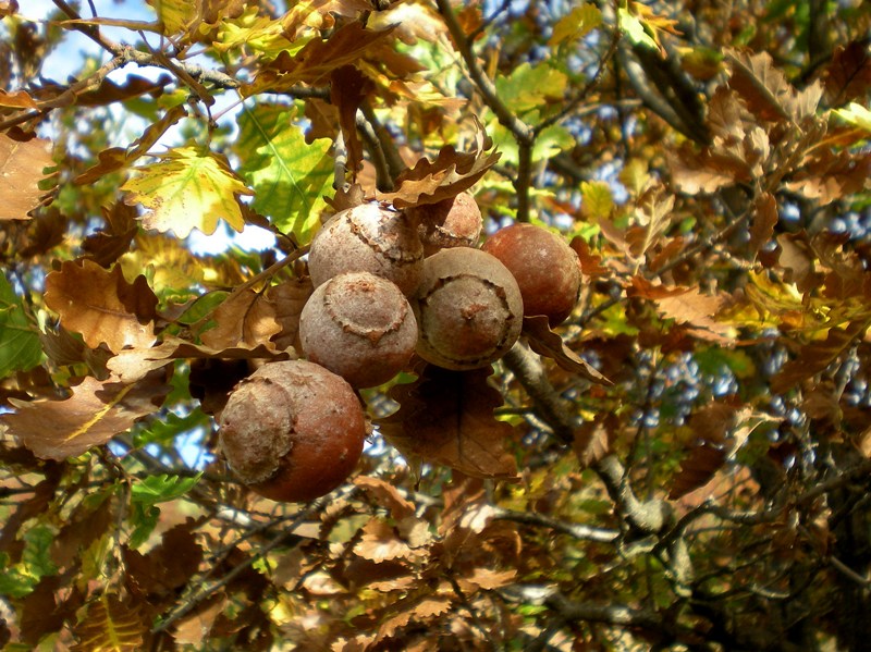 Cinipide della quercia: Andricus quercustozae